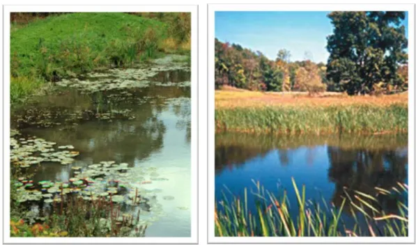 Figura 2 - ’Wetlands’’(Rain Source Water) 