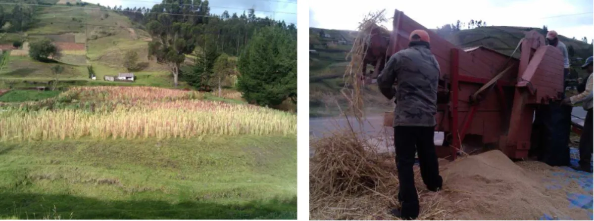 Figure 1.2 Quinoa crops and threshing activities in the highlands of Ecuador. 