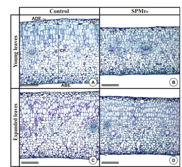 Figure 3 – Alterations in the leaf blade height of asymptomatic leaves of Clusia hilariana caused by the deposition of particulate iron