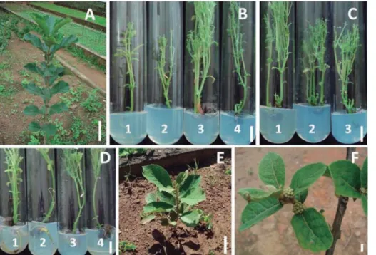Figure 1 – Plants of  A. verticillata  in the field conditions, 1.5 years (A) and 90 days (E) after acclimatization (scale bar