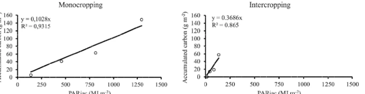 Figure 2 – Relationship between cumulative intercepted photosynthetically active radiation (PARiac) and carbon accumulation in shoots in two cropping systems of Ilex paraguariensis: consortium and single in the city of Frederico Westphalen – RS.