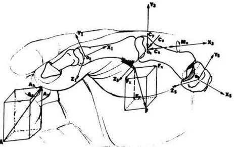 Figura 42 – Diagrama de forças exercidas no músculo FPL quando aplicada uma força externa [22] 