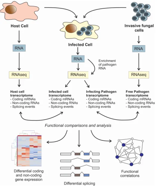 Figure  1.  Flowchart  for  the  dual  RNA‐seq  protocol  for  simultaneous  transcriptomic  analysis  of  fungal  pathogens  and  host  cells.  The  represented  scheme  can  be  applied  in  steady‐state  and  time‐course  experiments.  Note  that  in  o