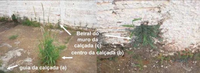 Figura 1 - Ilustração esquemática da disposição das plantas daninhas em calçadas públicas, referente ao método de amostragem, e posicionamentos (a, b e c) utilizados no levantamento florístico.