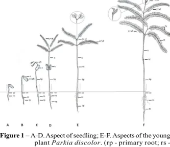Figura 1 – A-D. Aspecto da plântula; E-F. Aspectos da planta jovem de Parkia discolor