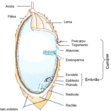 Figura 4- Estrutura anatómica do grão de arroz paddy  
