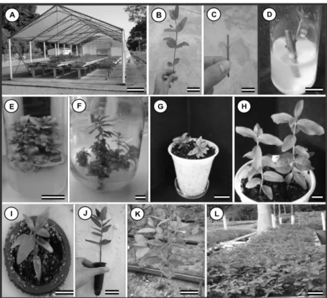 Figure 1 – General aspect of E. globulus hybrid clones micropropagated by axillary bud proliferation