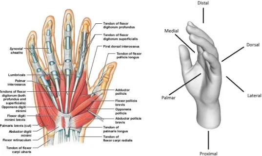 Figura 2.1: Visão geral da anatomia da mão e planos anatómicos.[10]