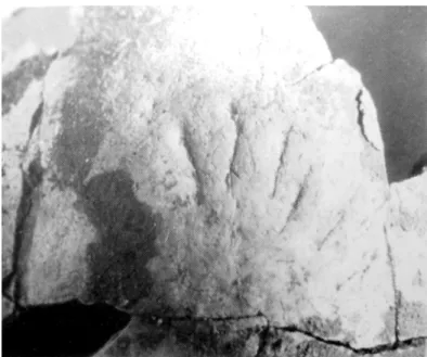 Fot.  75  Calote  proveniente  do  Concheiro  do  Cabeço  da  Arruda,  apresentando-se o occipital raiado por  estrias que dão a ideia de raios solares (Antunes e Cunha, 1993, p