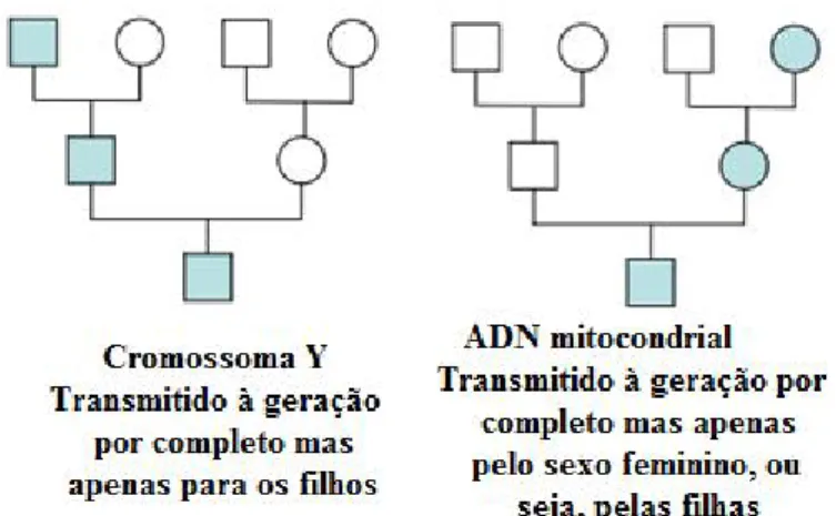 Figura 11: Exemplos de transmissão uniparental, à esquerda, por via paterna, pelo cromossoma Y e, à direita, por  via materna, ADN mitocondrial (□ – indivíduos do sexo masculino; ○ – indivíduos do sexo feminino) (Adaptado 
