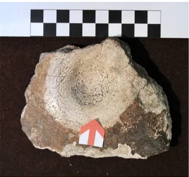 Fot. 12 O fragmento de parietal da Gruta  da Furninha. Mede na sua largura  máxima 50 mm