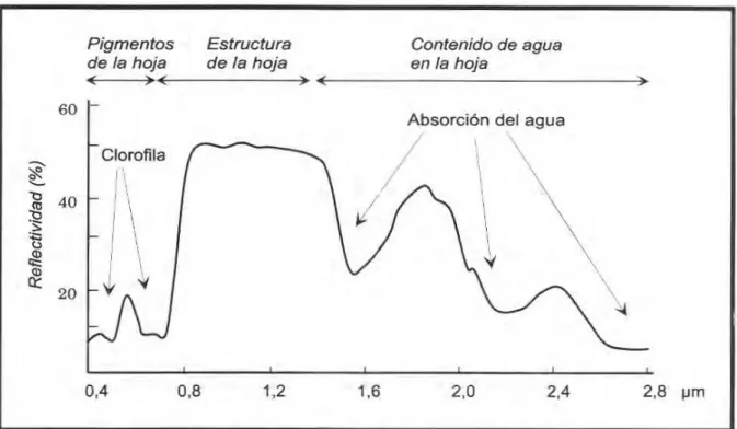 Figura 2.6  – Factores da reflectividade da vegetação, com um estado de sanidade bom, no espectro  óptico (CHUVI ECO, E