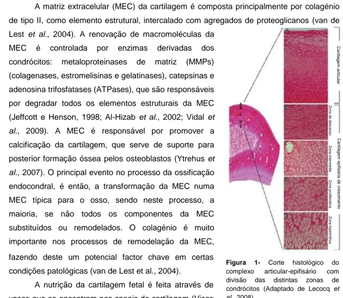 Figura  1-  Corte  histológico  do  complexo  articular-epifisário  com  divisão  das  distintas  zonas  de  condrócitos  (Adaptado  de  Lecocq  et  al., 2008) 