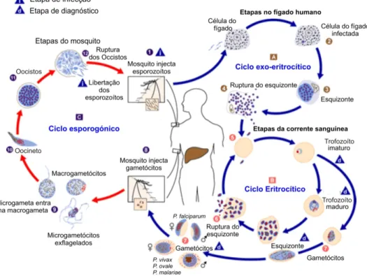 Figura 1.1 – Ciclo de vida do parasita  (adaptado de CDC, 2004) 