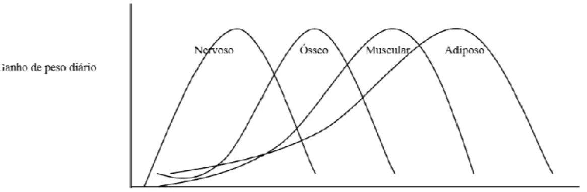 Figura 5 – Ordem de deposição dos tecidos (Hammond, 1965). 