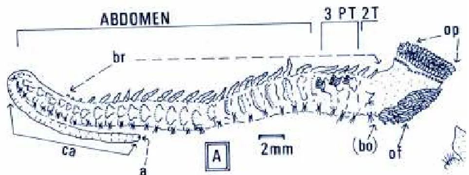 Figura  5  -  Sabellaria  alveolata  visão  lateral.  T  –  segmento  toráxico,  PT  –  segmento  paratoráxico, op – opérculo, of – filamentos orais, br – brânquia, a – anus, ca – apêndice  caudal, bo – órgão construtor (Adaptado de Gruet, 1984)