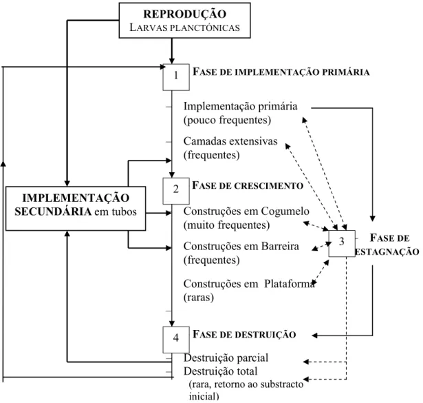 Figura  7–  Principais  fases  e  estados  morfológicos  do  desenvolvimento  de  “recifes”  de  Sabellaria alveolata (L.) Adaptado de Gruet (1982 in 1986)