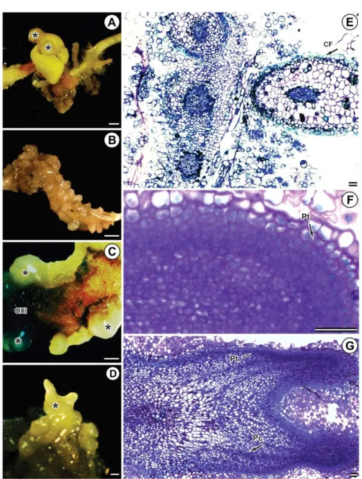 Figure 2 –  Somatic pro-embryos (SPE) in Eucalyptus grandis x Eucalyptus urophylla (A, B, C, D) captured by stethoscopy;