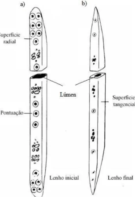 Figura 2.4 – Representação esquemática dos traqueídos pertencentes ao lenho inicial (a) e ao lenho final  (b) (Xavier, 2003).