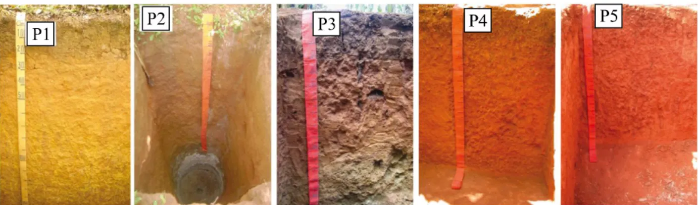 Figure 1 - Representation of profiles P1, P2, P3, P4 and P5, located in the area under study, the Apodi Plateau, Ceara, Brazil