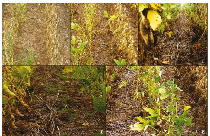 Figure 1 - Plant residue of Brachiaria ruziziensis on the surface of the soil in the final period of the soybean crop cycle