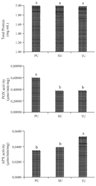 Figure 4 - Total protein, peroxidase (POX) and ascorbate peroxidase (APX) activity in seeds of “Planalto’ carrot from the primary (PU), secondary (SU) and tertiary (TU) umbels.