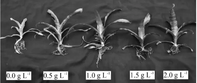 Figure 3 - Plants of A. fasciata treated with different concentrations of urea (0.0, 0.5, 1.0, 1.5 or 2.0 g L -1 )