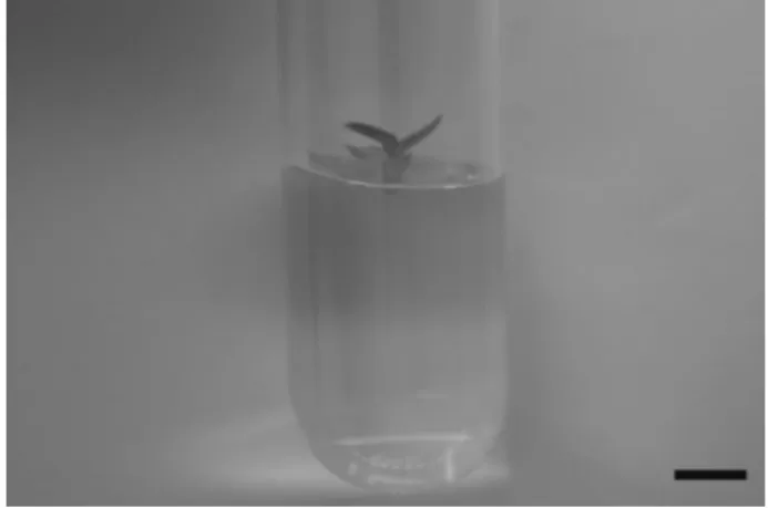 Figure 1 - Explant used in the study: stem segment of Cattleya labiata Lindl. in a test tube containing MS medium.
