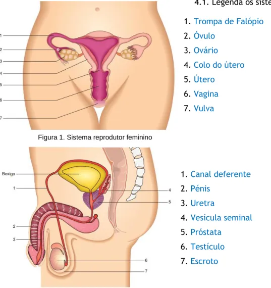 Figura 1. Sistema reprodutor feminino