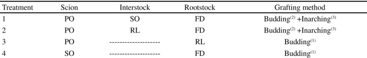Table 1 - Description of the treatments used to obtain interstocked seedlings of the ‘Pera’ orange (PO), and to obtain controls by direct grafting onto rootstocks of the Rangpur Lime’ (RL) or ‘Flying Dragon’ (FD)