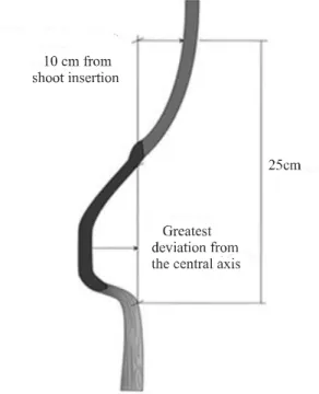 Figure  1 - Illustrative diagram of the stem of an interstocked seedling, characterising the regions for taking the measurements to obtain the degree of deviation of the graft and interstock in relation to the central axis of the seedling