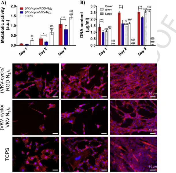 Fig. 7. A) Metabolic activity results based on MTS test performed after 1, 2 and 5 days of culture with C2C12 cells