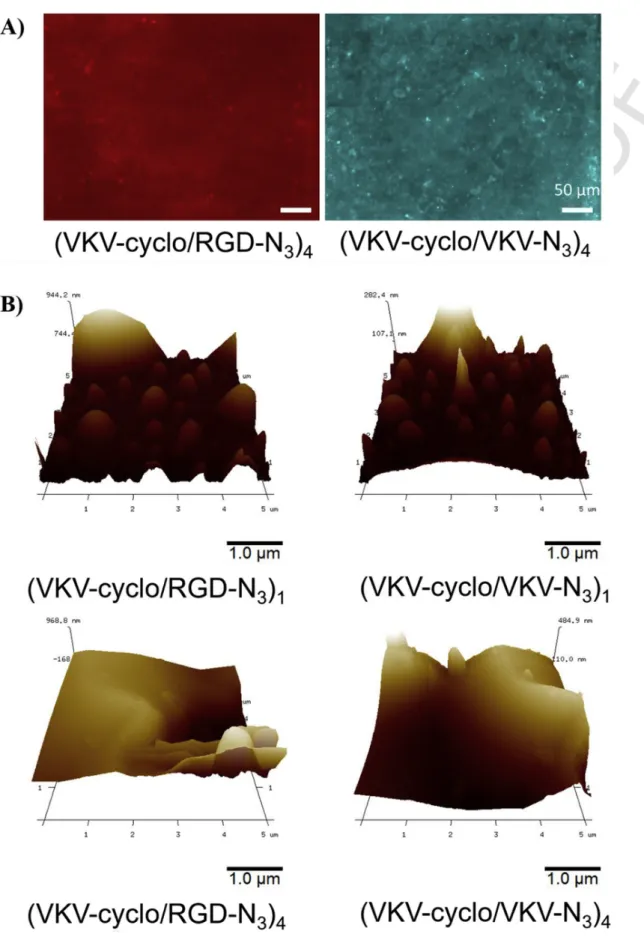 Fig. 3. A) Fluorescence images of (VKV-N 3 /RGD-cyclo) 4 and (VKV-N 3 /VKV-cyclo) 4 coatings (azide-modified ELRS were labelled with Acetylene Fluor 488, before LbL con- con-struction)