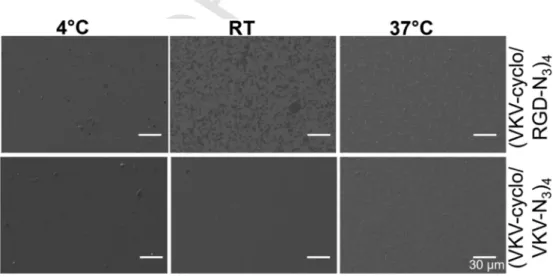 Fig. 4. SEM images of (VKV-N 3 /RGD-cyclo) 4 and (VKV-N 3 /VKV-cyclo) 4, subjected to incubation at different temperatures