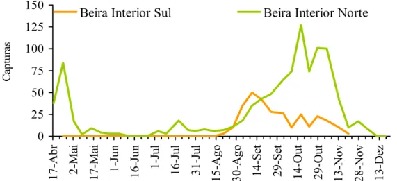 Figura 2 – Percentagem de azeitonas atacadas com gafa no olival da cultivar Galega em Vila Velha de Ródão,  em olival tratado e não-tratado