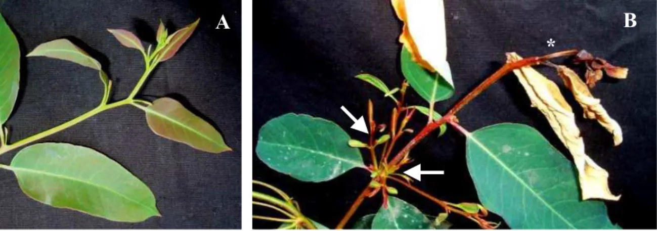 Figura 1 - Aspecto do ápice caulinar de eucalipto de plantas testemunhas (A) e plantas tratadas com 115,2 g ha -1 de glyphosate (B), 21 dias após aplicação.