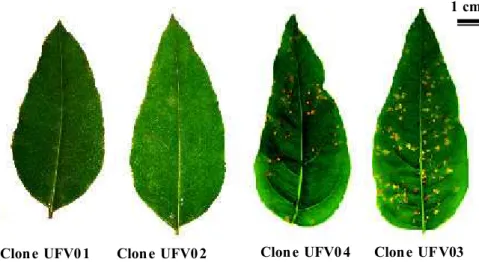 Figura 3 - Espectro de infecção e severidade da ferrugem (Puccinia psidii) em folhas de eucalipto.