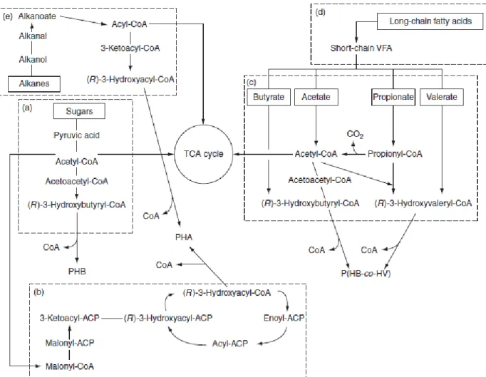 Figure 4 represents a scheme of the referred metabolic pathways. 