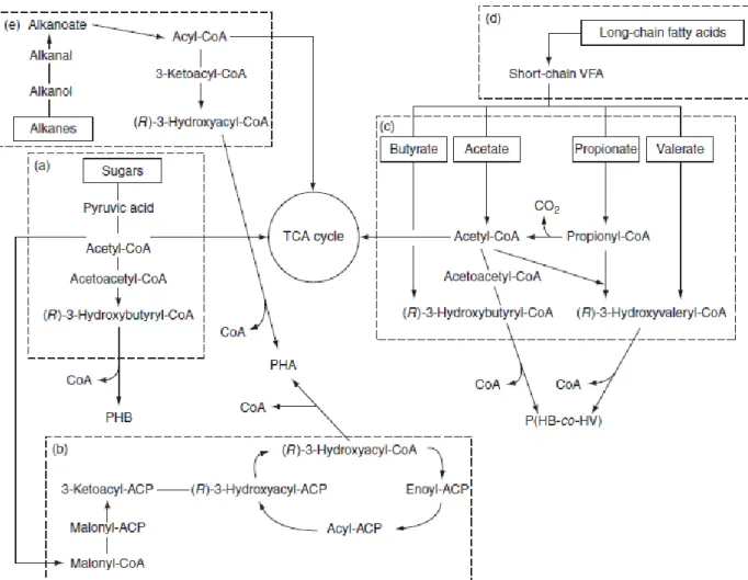 Figure 4 represents a scheme of the referred metabolic pathways. 