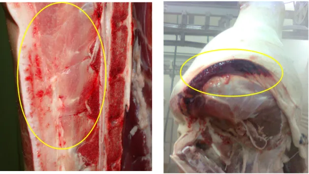 Figura  4 – Petéquias intra-musculares na zona lombar.        Figura 5 – Hemorragia muscular na perna.