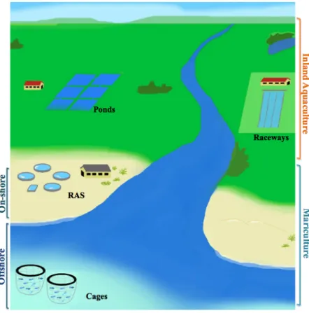 Figure  1.1.  Schematic  representation  of  some  aquaculture  systems.  RAS  -  Recirculating  Aquaculture  System