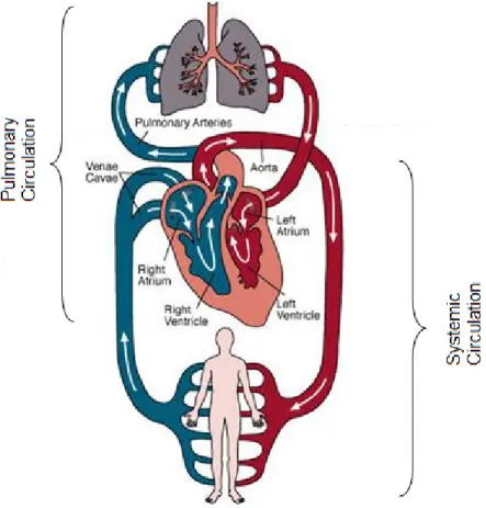 Figure 2.1 - Closed Circulatory System. [2]  