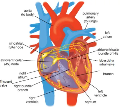 Figure 2.2 - Inside Heart Chambers. [6] 