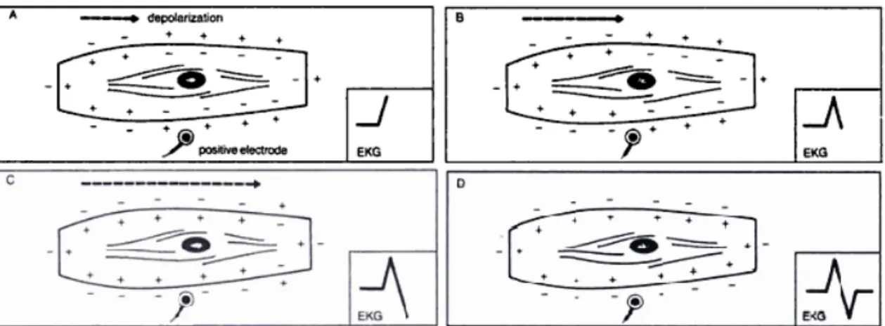 Figure 2.7 - Wave Generation When the Positive Electrode is in the Middle of the  Cell