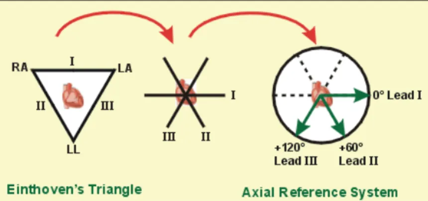 Figure 2.9 - Representation of Leads I, II and III in an Axial Reference System. [12] 