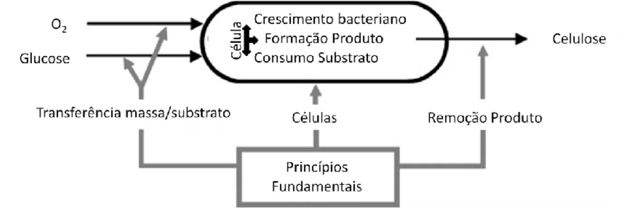 Figura 11 – Princípios fundamentais na produção de CB por cultura à superfície [42].  