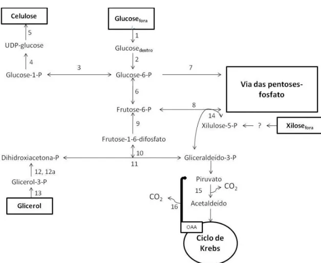 Figura 12 – Vias bioquímicas para a produção de celulose bacteriana por G. xylinus. 1- glucose  permease; 2- glucocinase (ATP) (EC 2.7.1.2); 3-fosfoglucomutase (EC 5.3.1.9); 