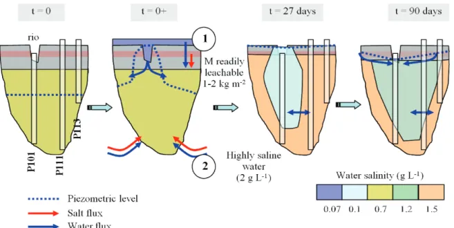 Figure 6 - Conceptual model of two possible explanations for the increase in salinity observed after the flood of 2004: (1) contribution  from the crystalline bedrock, and (2) leaching from the unsaturated zone