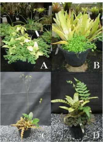 Figura 1 - Vasos da coleção de bromélias vivas da UPCB, UFV, infestados com as plantas daninhas: A) brilhantina;