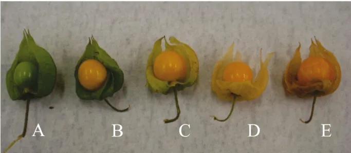 Figure 1 - Stages of maturation: green calyx and fruit (A); green calyx and yellow fruit (B); yellowish-green calyx and yellow fruit (C);